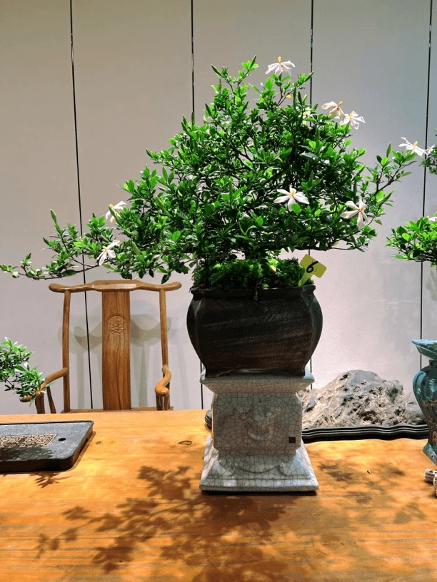 矮霸四季揽叶栀子花