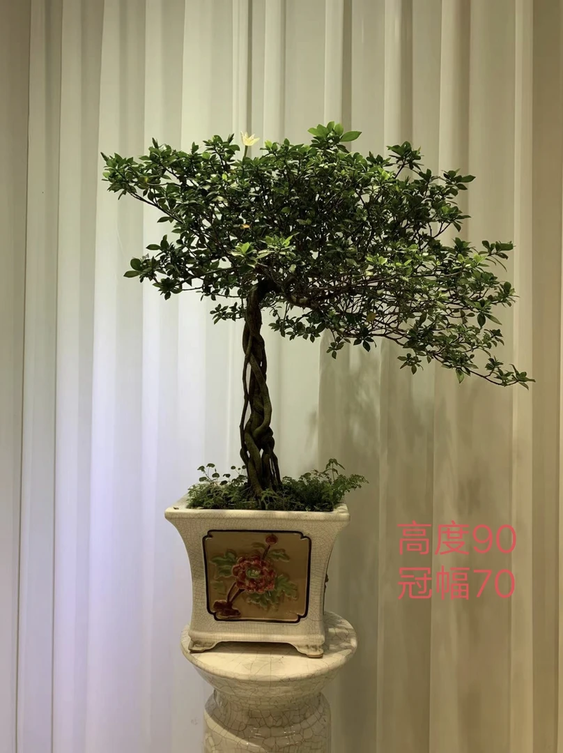 提根四季揽叶栀子花