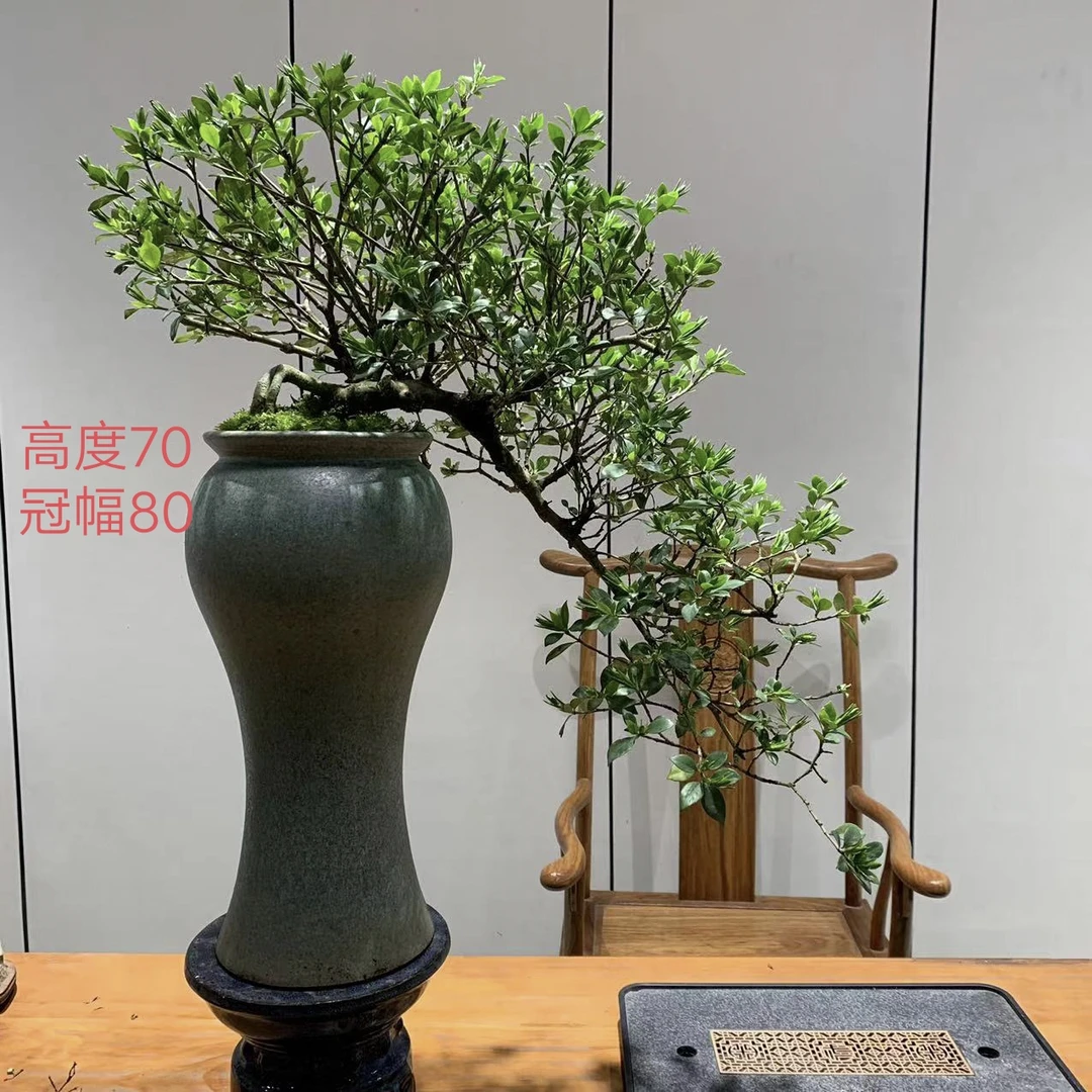 悬崖临水四季揽叶栀子花