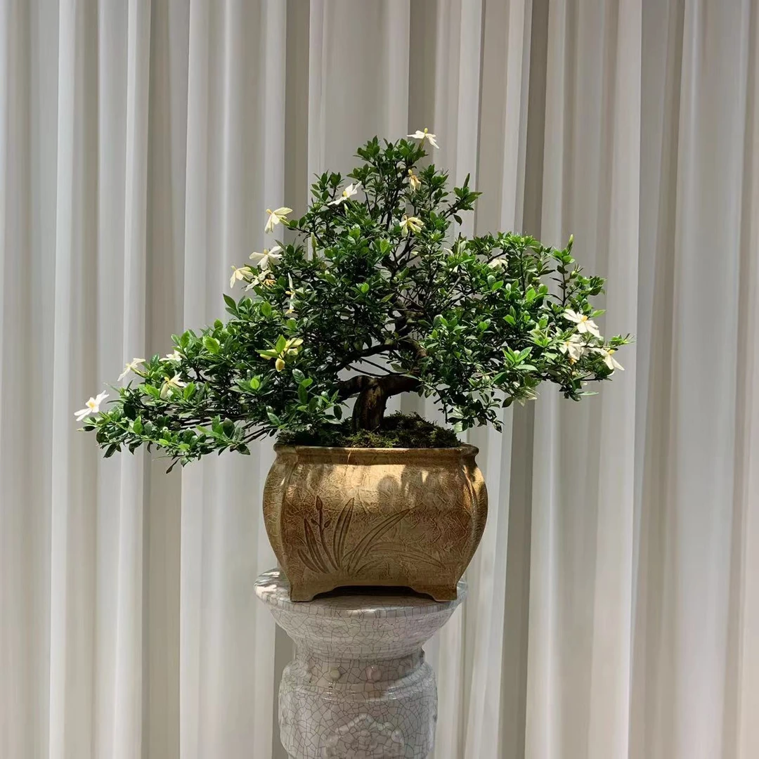 矮霸大树型揽叶栀子花