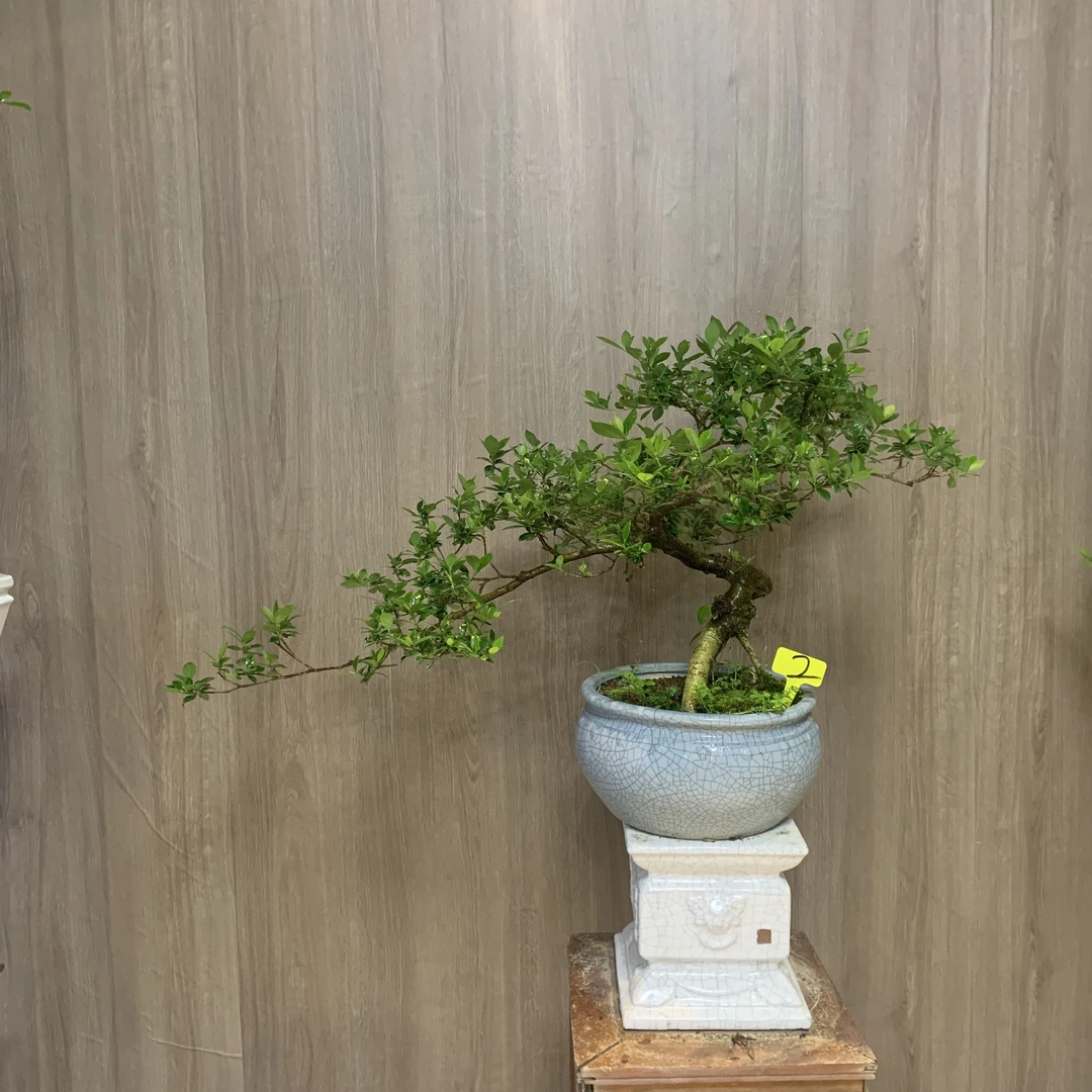 临水飘枝意境揽叶栀子花