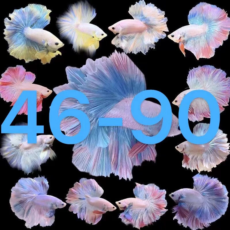 泰国斗鱼超大尾婚纱半月公热带观赏鱼小型鱼好养耐活鱼观赏鱼