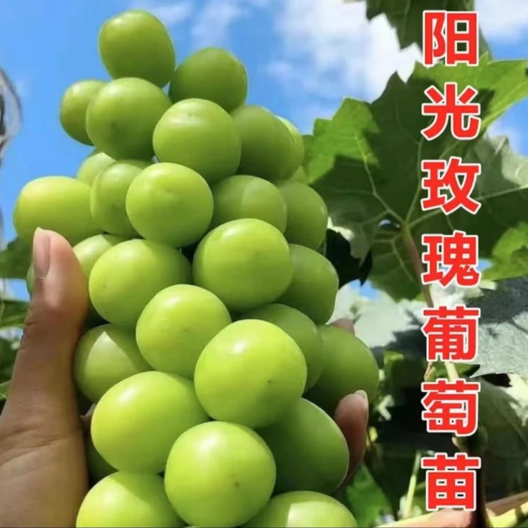 【阳光玫瑰葡萄树苗】葡萄苗盆栽地栽阳台庭院四季果树苗