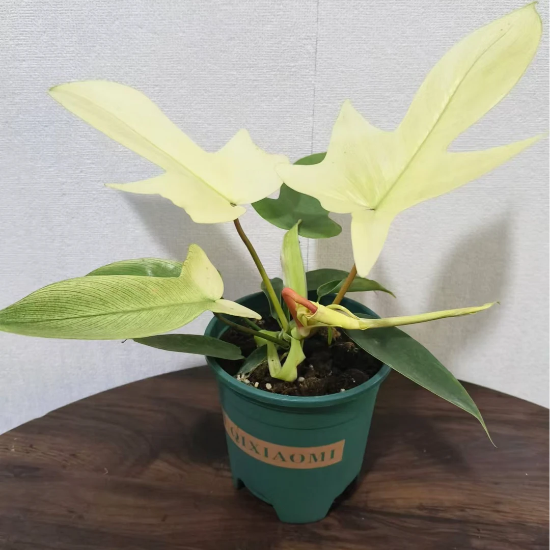 幽灵飞机蔓绿绒 ins风网红进口绿植盆栽室内阳台观叶植物