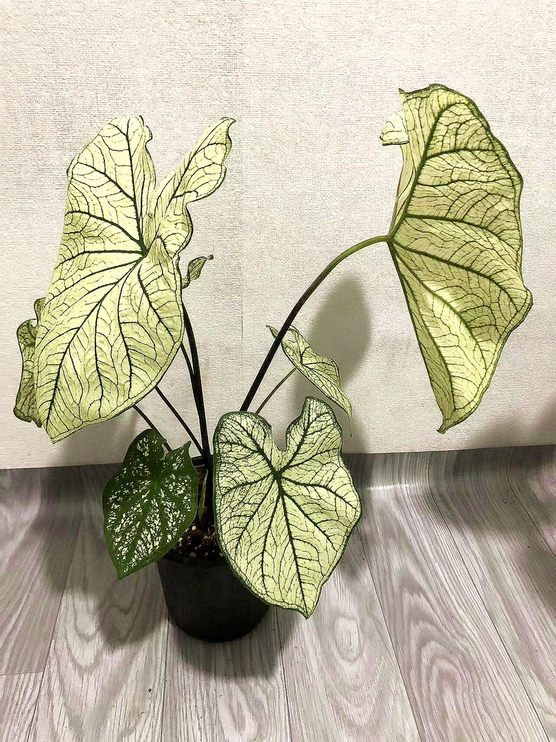 直播间  彩叶芋链接   请勿乱拍 花卉绿植