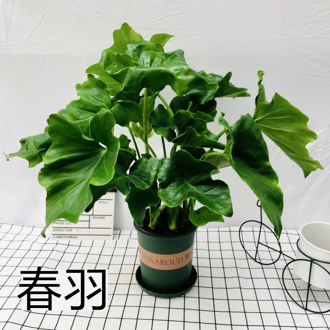 春羽盆栽室内吸甲醛 水培观叶植物办公桌四季长青大盆栽绿植