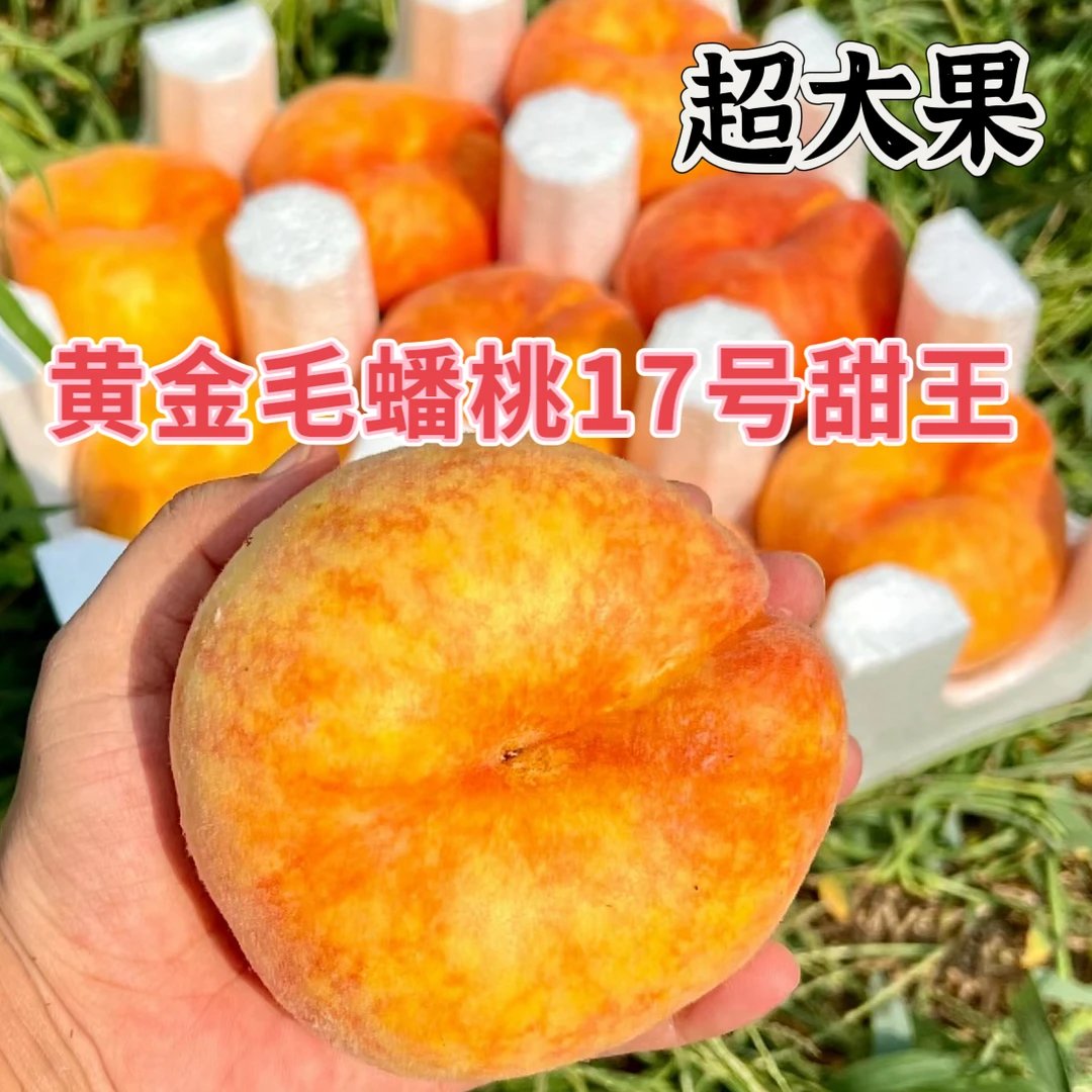 【大果王！】蒙阴黄金毛蟠桃17号，手选一级果，特别甜，果园直发