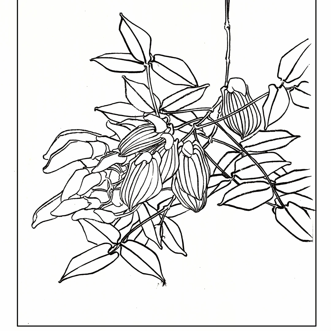 【善红工笔】工笔画白描底稿   （弯子木花）高清打印图绘画临摹展示