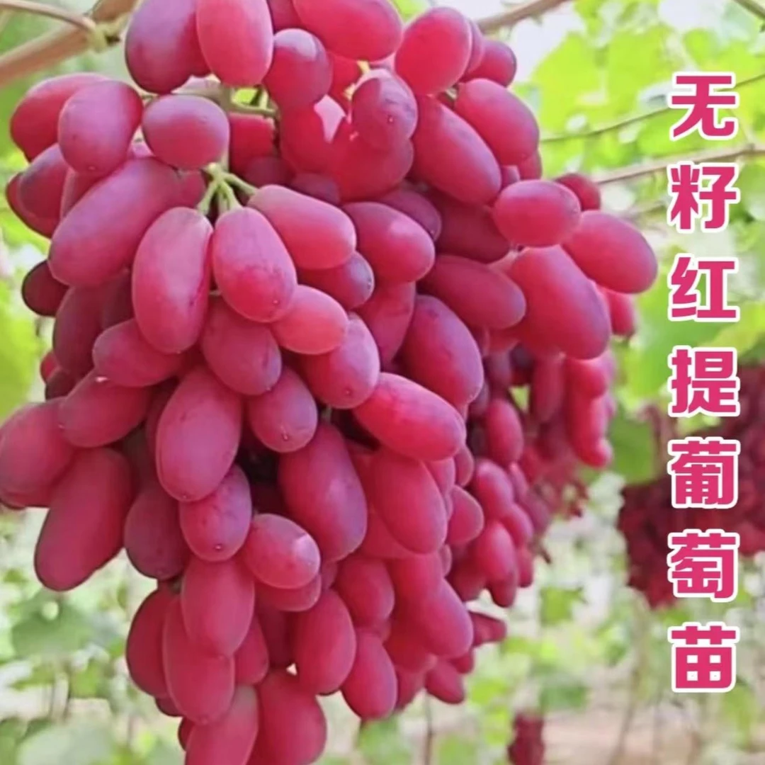 【无籽红提葡萄树苗】葡萄苗盆栽地栽阳台庭院四季果树苗葡萄树苗
