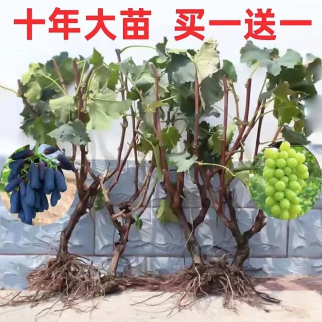 39.9元发2棵！精品10年葡萄大苗 正宗葡萄树苗适合庭院爬藤葡萄苗