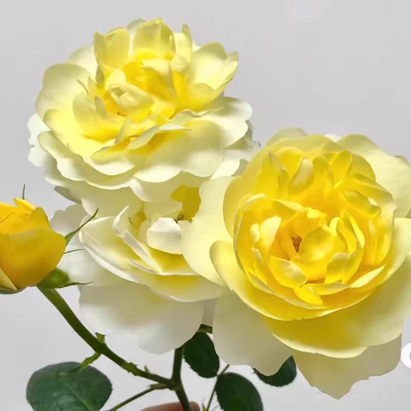 黄果汁 灌木月季花小苗 (果汁阳台芽变) 抗病花量大复花快