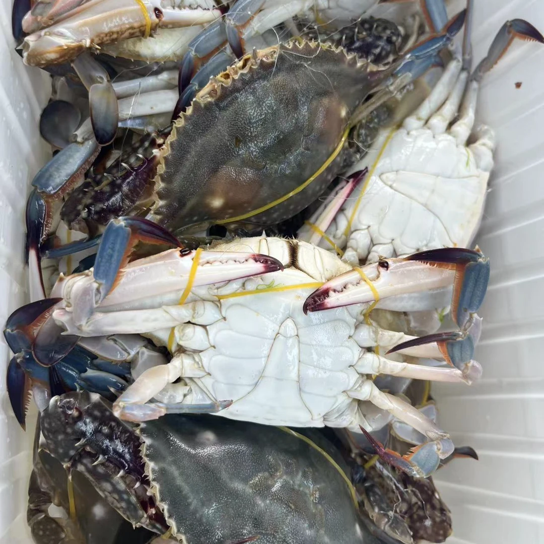 【保鲜不保活】梭子蟹直播现称2斤起  单只2两-7两