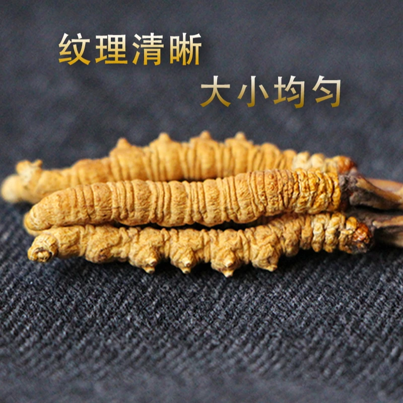 【七叔食养】.冬虫夏草新鲜头期当季干货非断草虫草