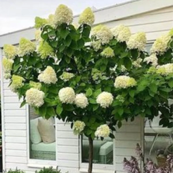 圆锥木绣球棒棒糖，分支80-100厘米，冠幅80-120，3-5公分香草草莓