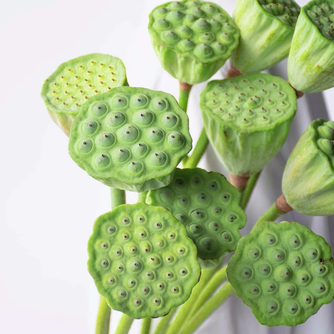 【莲蓬】5枝一束顺丰快递包邮，新鲜发货，可做干花