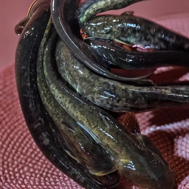 山泉水养的鲶鱼，生鲜水产鱼，煎炸烹炒煮