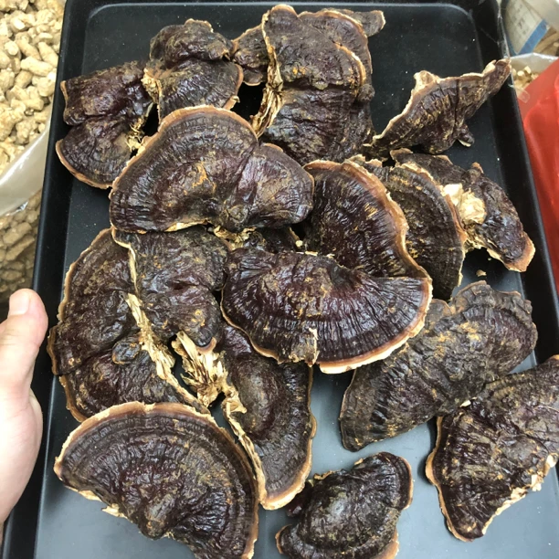 长白山金边灵令芝干货 味甘微苦