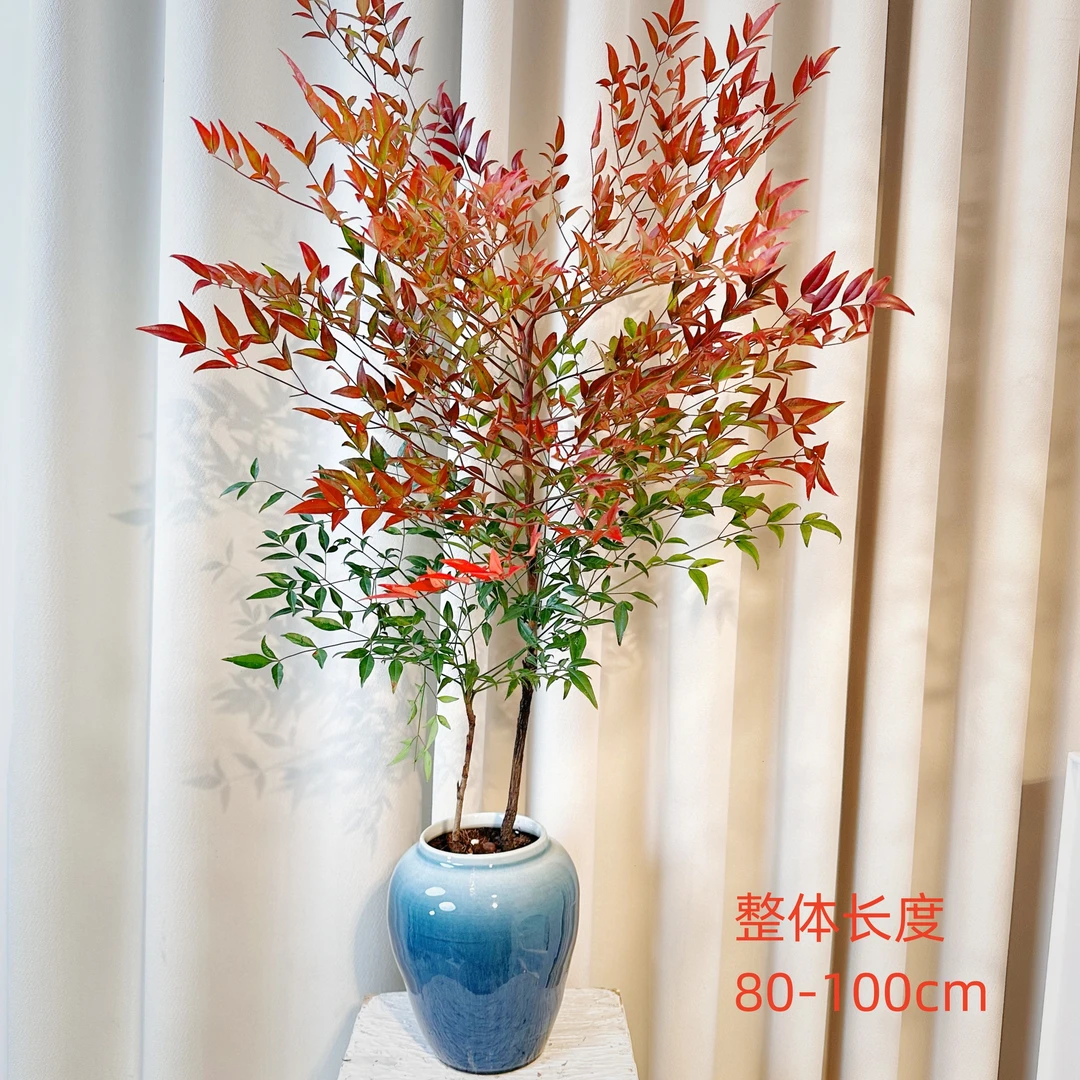 【买一送一】长度80-100cm南天竹室内绿植办公室水培植物也可土培
