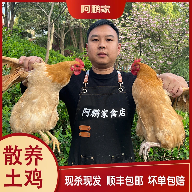 （双十一特惠）2只苏北散养黑脚黄油老母鸡净重5-6斤顺丰包邮