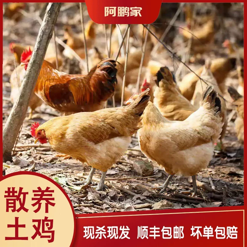 （老母鸡两只特惠）2年苏北散养黑脚黄油土老母鸡净重5-6斤顺丰包邮