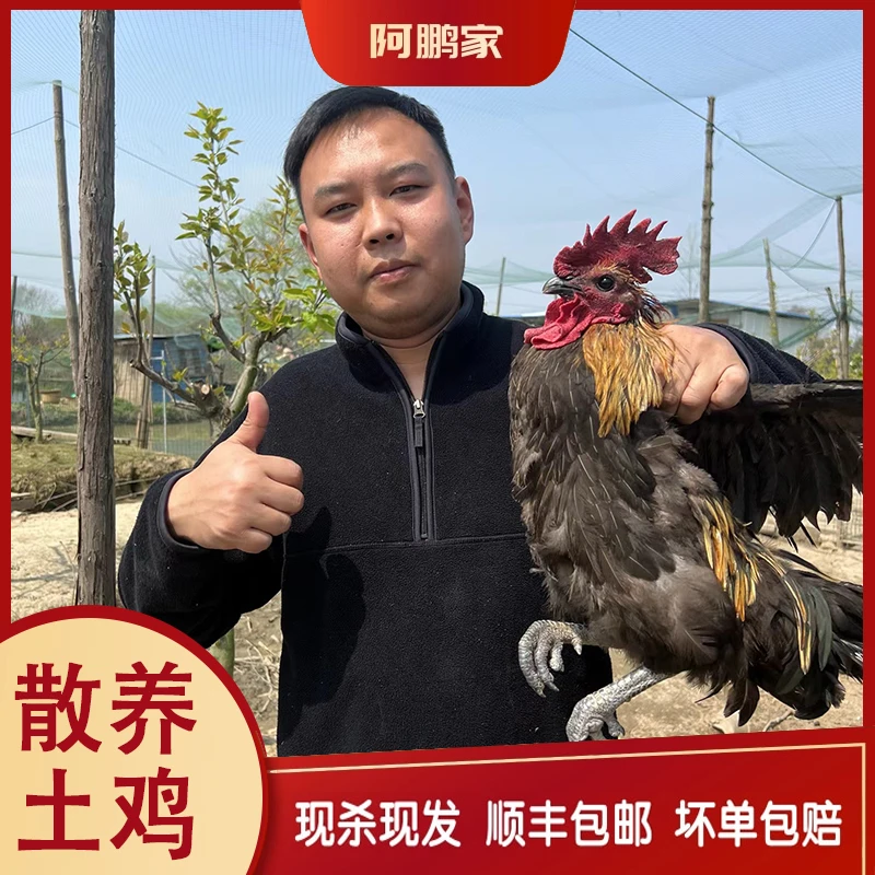 （三只）苏北散养土280天草公鸡林间散养 活鸡现杀