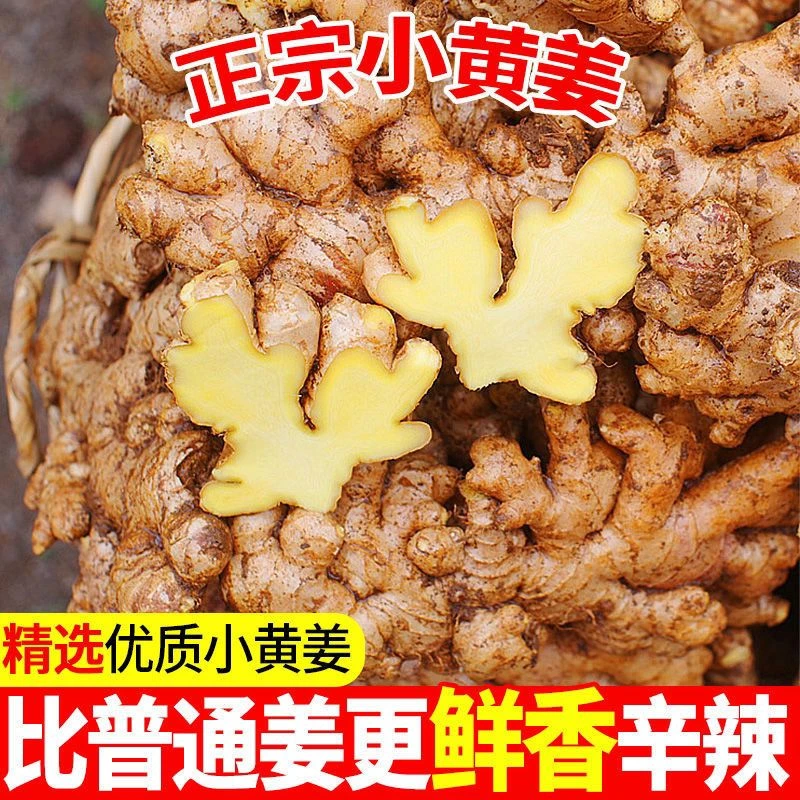 无硫磺正宗云南高山小黄姜生姜新鲜生姜批发月子姜辛辣十足老姜