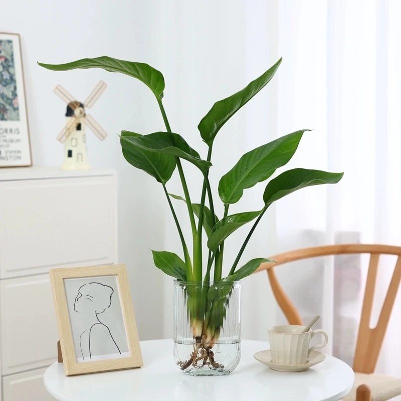 水培天堂鸟U玻璃型瓶办公室绿植室内花卉桌面盆栽观叶植物好养