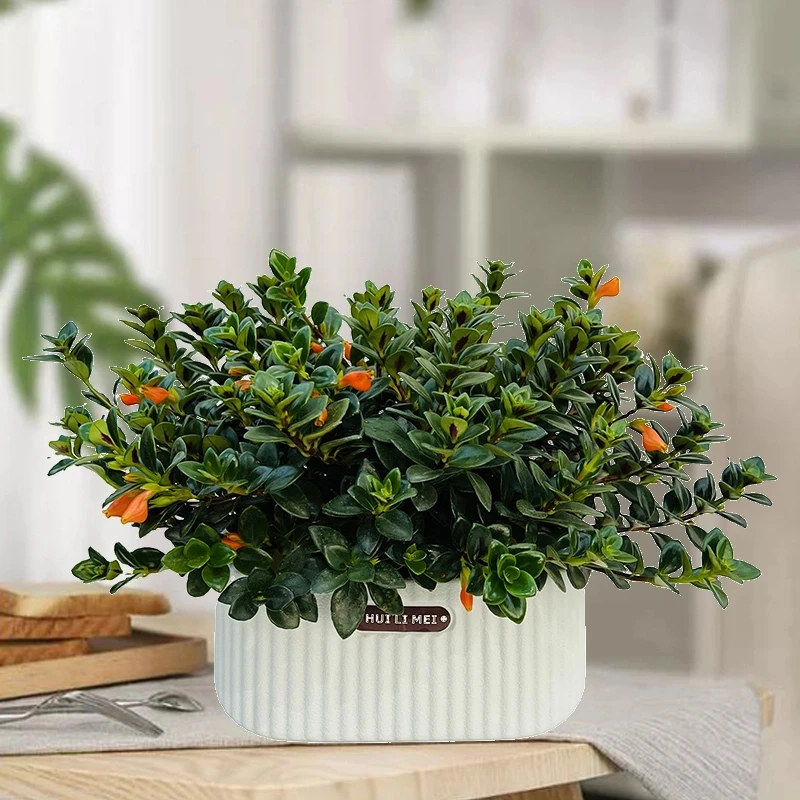 金鱼花盆栽植物室内阳台盆栽花耐旱植物基地原盆原土发货带小花苞