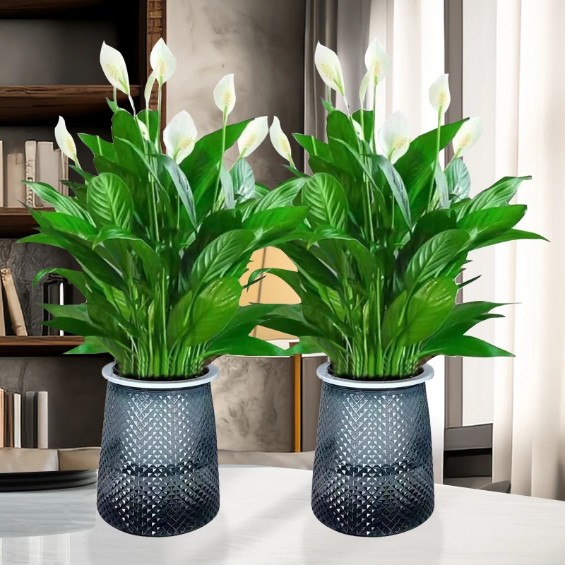 【A级】白掌盆栽一帆风顺水培植物室内好养花卉绿植水养四季开花