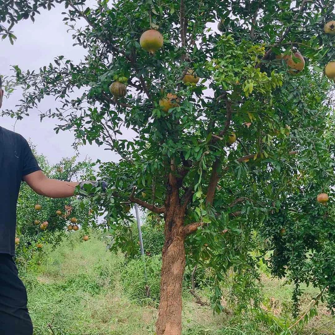 木质地栽一物一拍