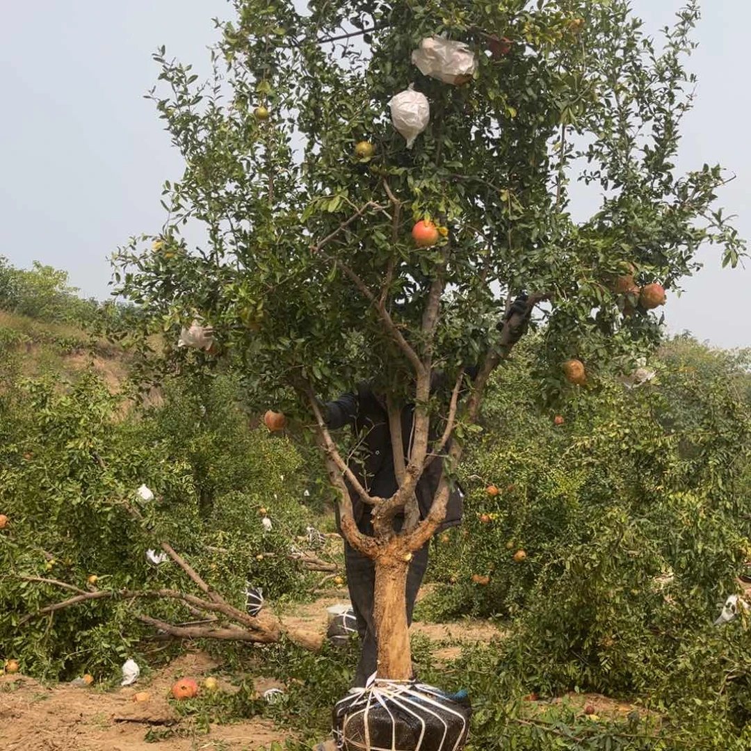 木质地栽一物一拍