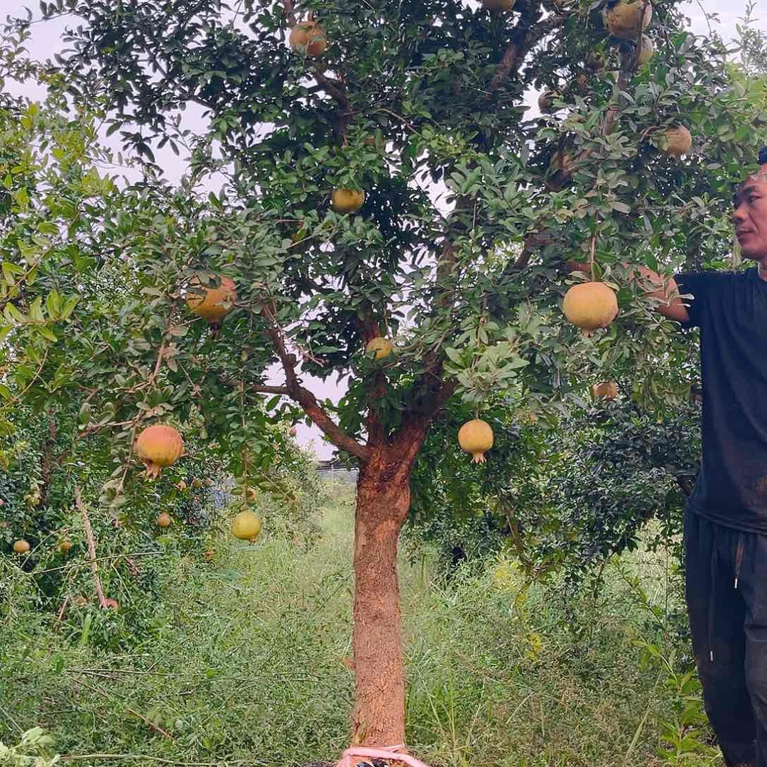 木质地栽一物一拍
