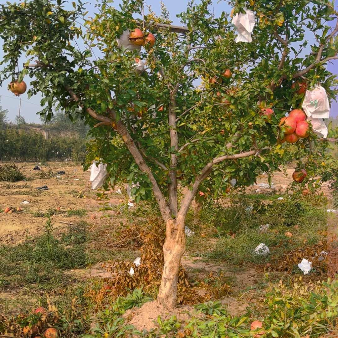 木质地栽一物一拍