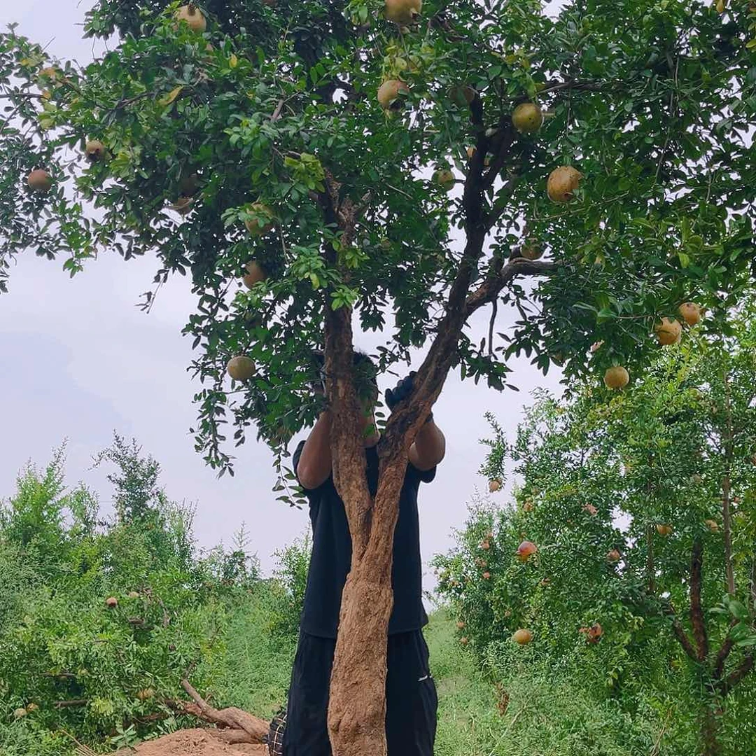 木质地栽一物一拍