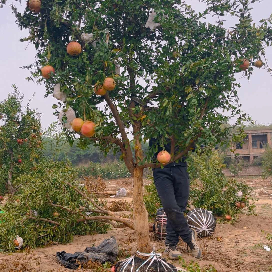木质地栽一物一拍