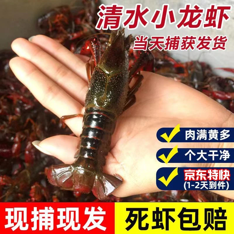【川渝贵】大青虾/鲜活小龙虾到手4斤 清水虾现捞现发青虾红壳虾
