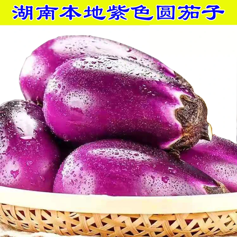 湖南本地茄子新鲜紫色圆茄子现摘农家种植老式茄子应季蔬菜3斤装