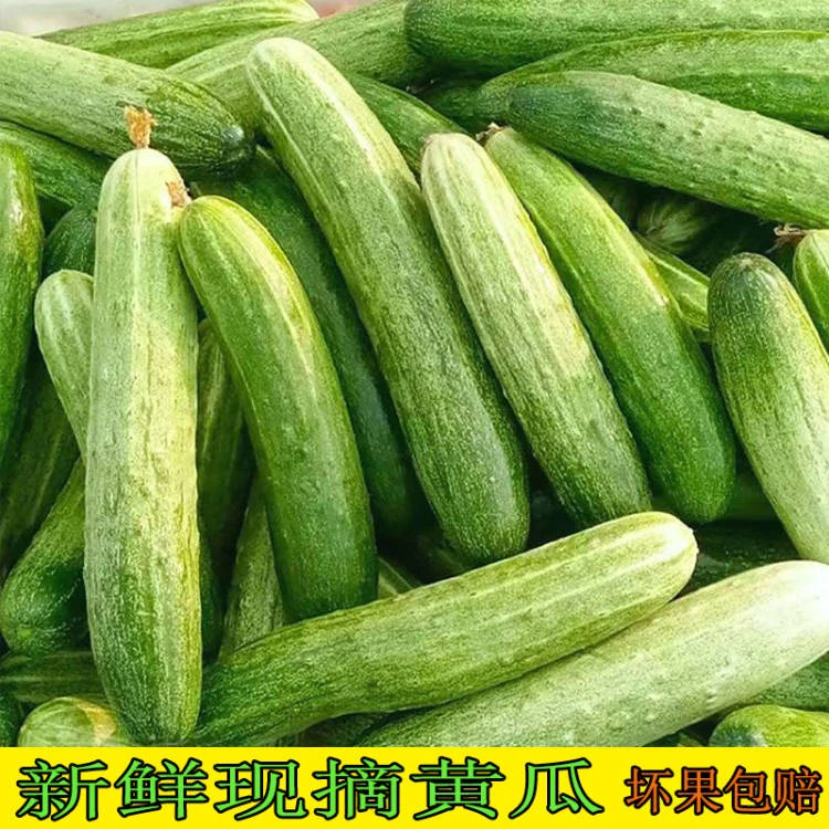 湖南农村新鲜应季现摘黄瓜青瓜土吊瓜当季蔬菜露天种植本地老品种