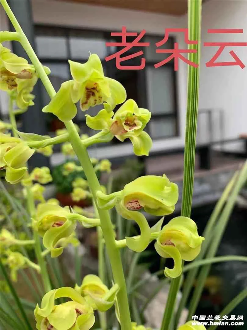 蕙兰铭品：老朵云兰花，裸根发货