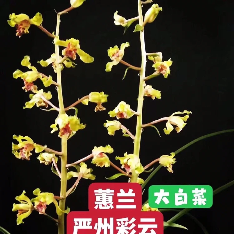 蕙兰铭品：严州彩云兰花（大白菜），裸根发货