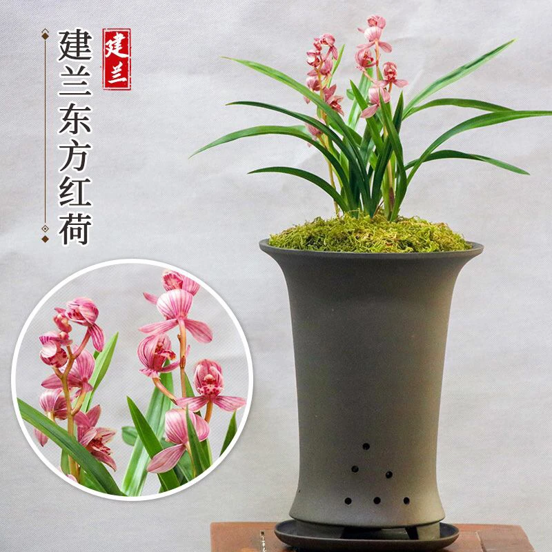 建兰铭品东方红荷 兰花，裸根发货