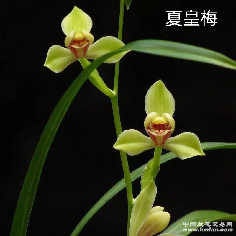 建兰八大铭品之首：夏皇梅兰花，裸根发货