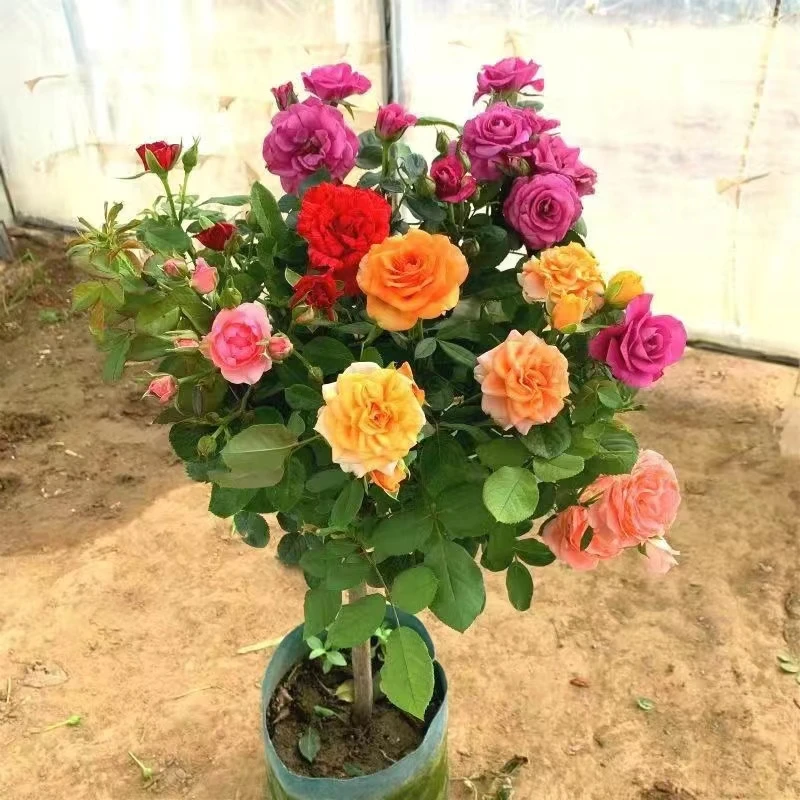 多色棒棒糖月季树桩浓香型庭院阳台绿植花卉盆栽