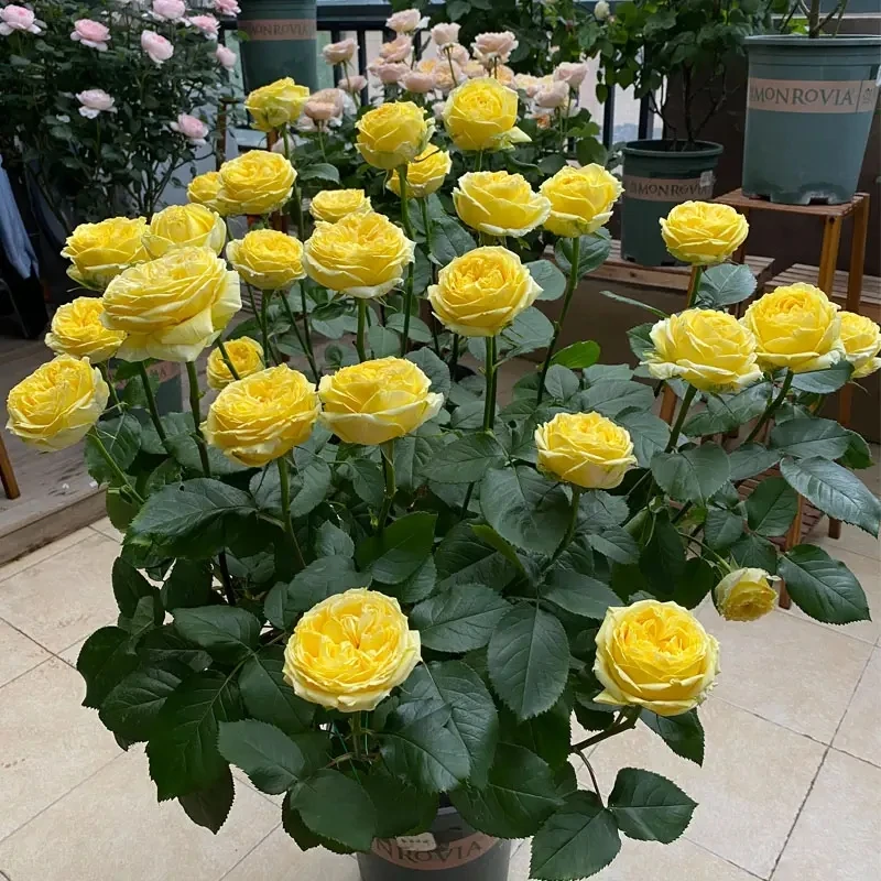 【卡特琳娜】棒棒糖树桩月季花