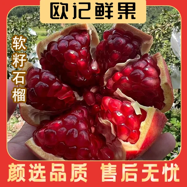 四川会理突尼斯软籽石榴