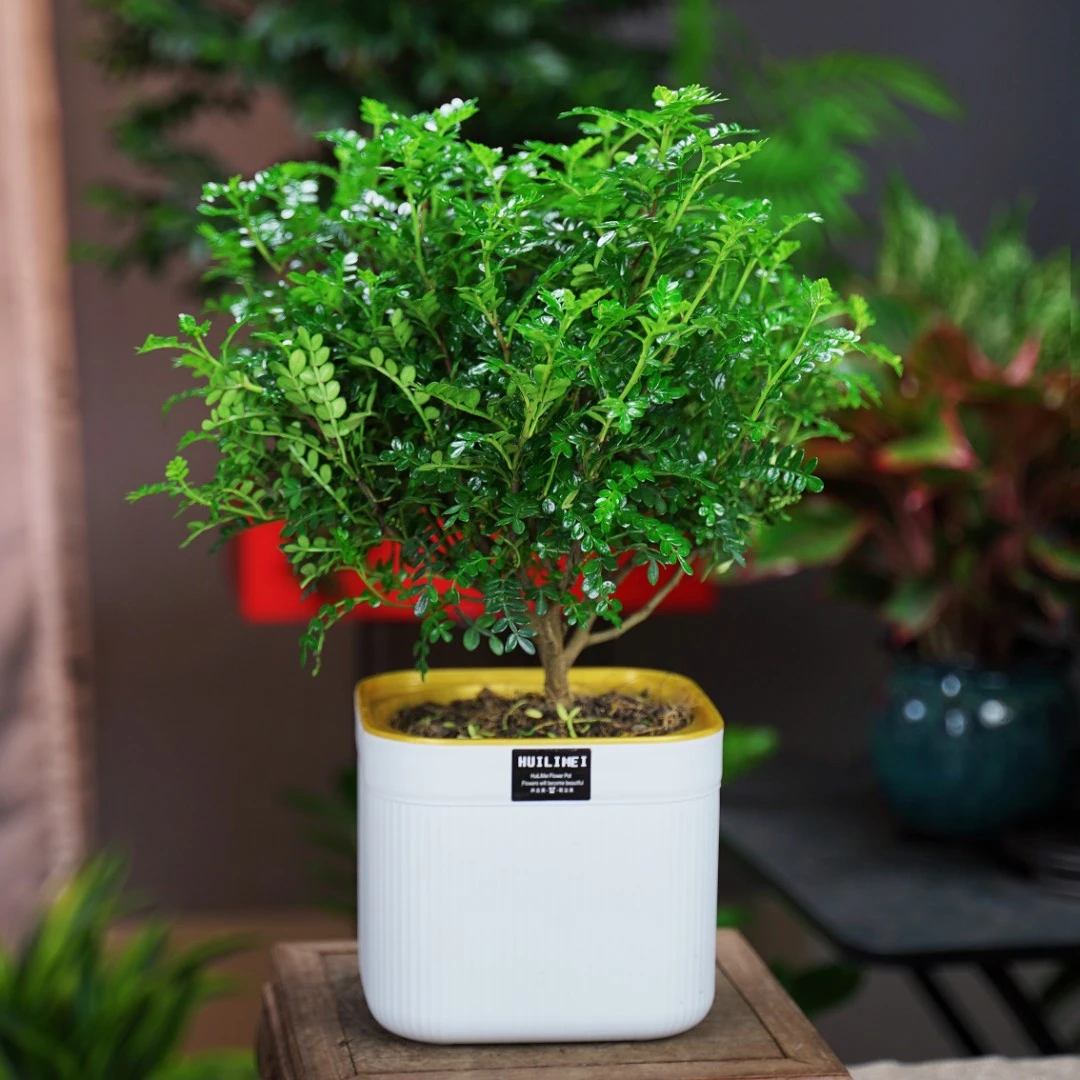 基地清香胡椒木盆栽花卉室内驱蚊草植物树苗老桩盆景九里香绿植D