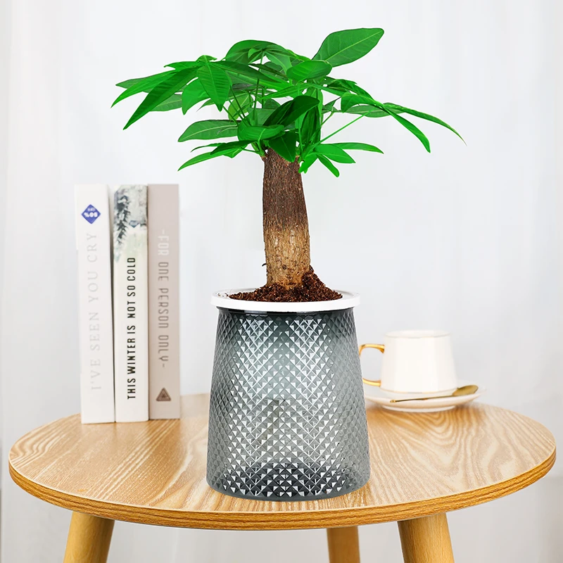 发财树盆栽室内盆景桌面绿植水培懒人好养易活植物四季常青花卉