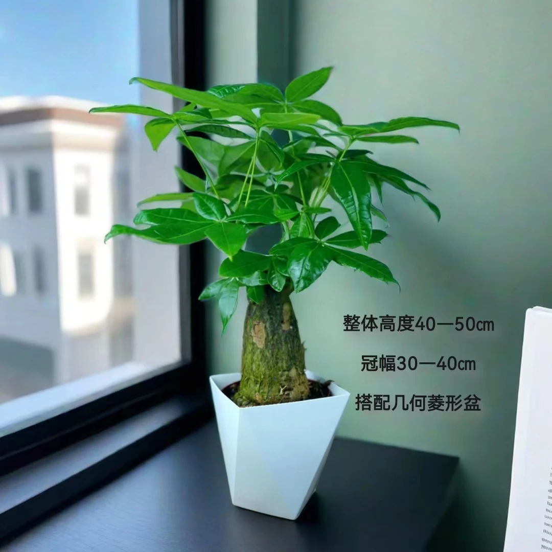 三年老桩几何菱形盆发财树盆栽室内盆景基地自发花卉好养易
