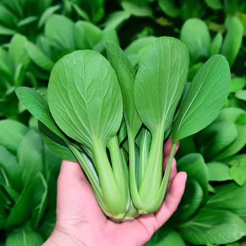 全新鸡毛菜种子 四季播种抗热耐寒小白菜籽有机小青菜籽蔬菜种子