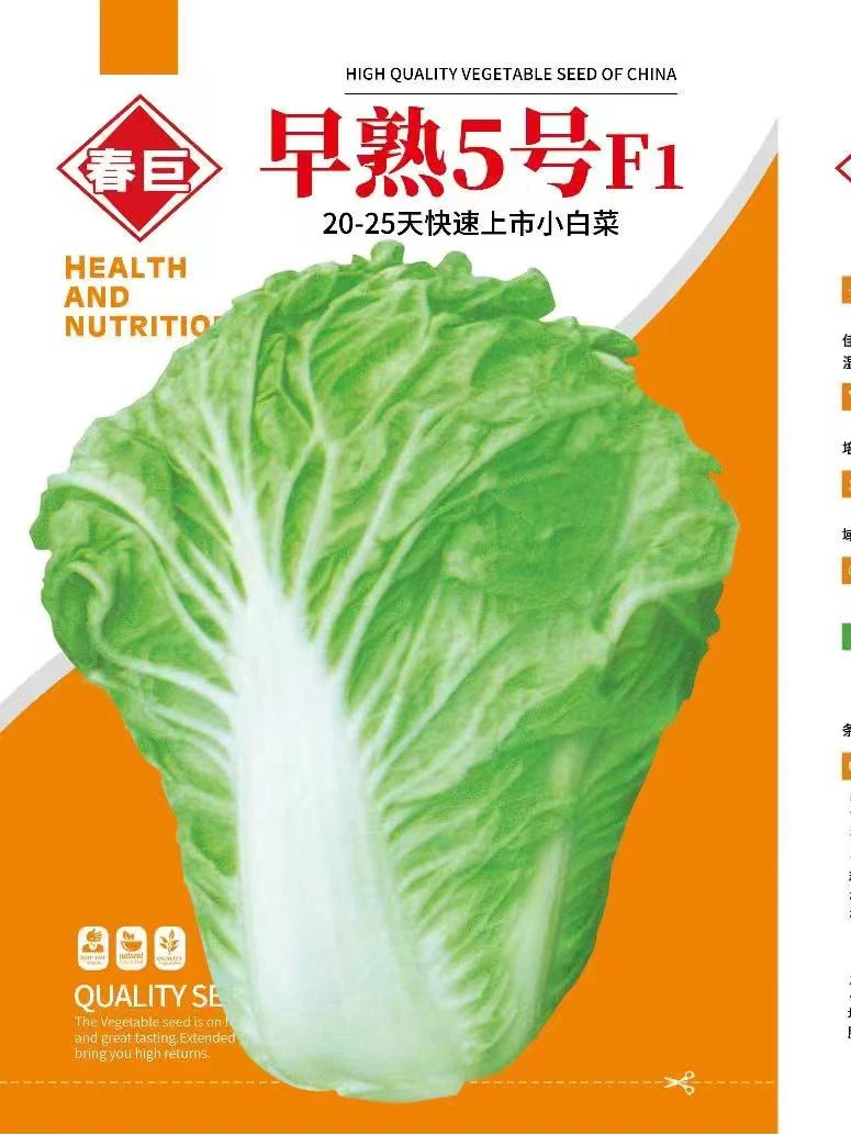 种植生长农业良种品质南方夏天大白菜早熟5号白菜50天耐寒蔬菜